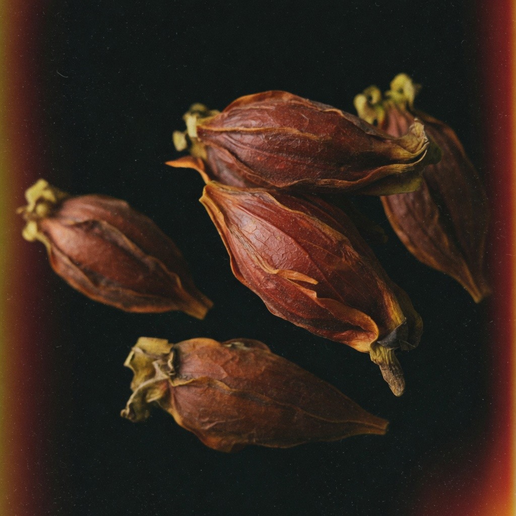 山梔子 Gardenia Fruit 批發 | 更有福