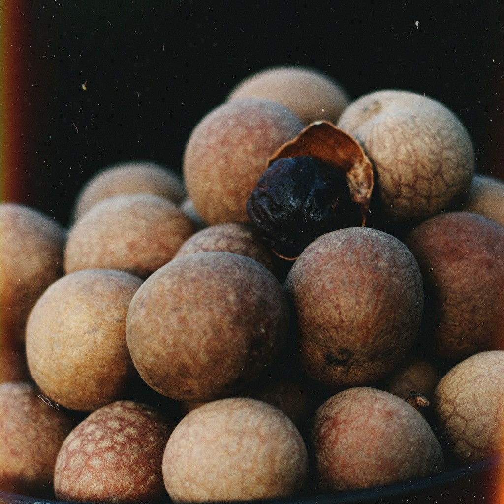 帶殼龍眼乾 Dried Longan (Shell-on) 批發 | 更有福