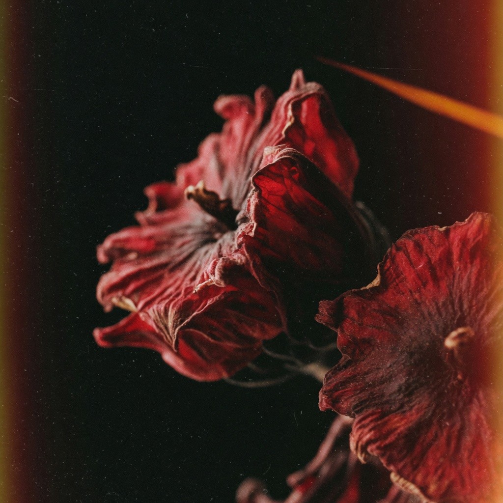 洛神花 Roselle (Hibiscus) 批發 | 更有福